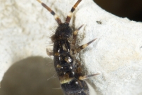 Un Collembole (Collembole - Entomobryidae - Orchesella cincta)